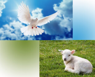 在异象和启示中成长 10-5-生命成长