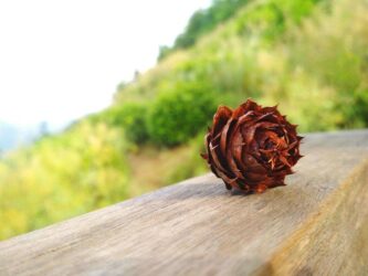 彼得前书第一章10-12节 信息分享-生命成长