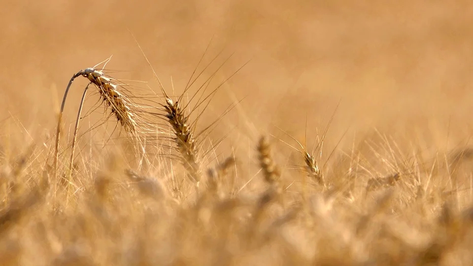 18.祂被赐为世人的救主《到主面前来》-生命成长